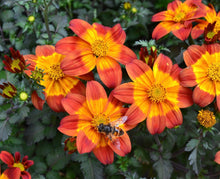 Load image into Gallery viewer, Biden’s bee happy red