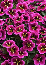 Load image into Gallery viewer, Calibrachoa goodnight kiss