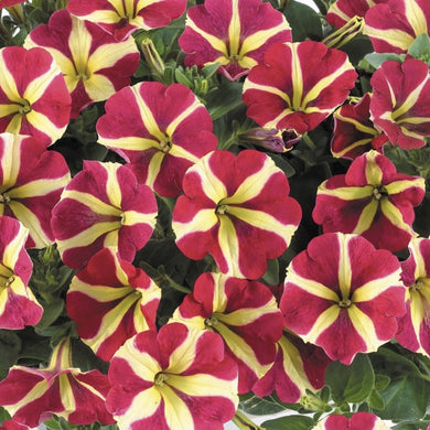 Petunia queen of hearts