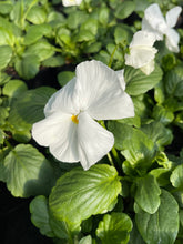 Load image into Gallery viewer, Pansy white
