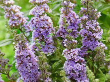 Load image into Gallery viewer, Buddleia, high five purple