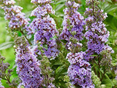 Buddleia, high five purple