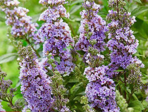 Buddleia, high five purple