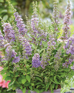 Buddleia, high five purple