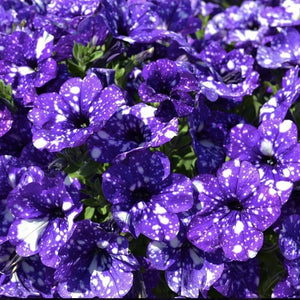 Petunia night sky