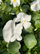 Load image into Gallery viewer, Pansy white