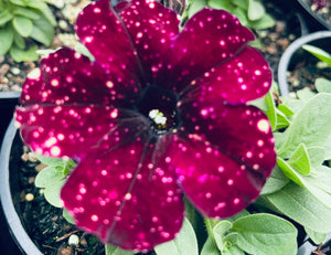 Petunia galaxy