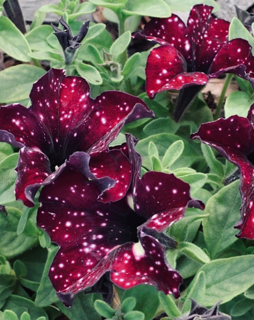 Petunia galaxy