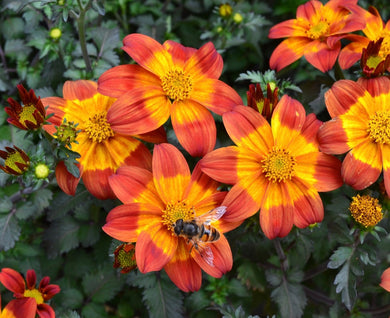Biden’s bee happy red