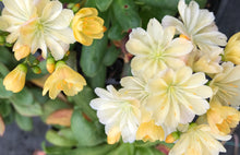 Load image into Gallery viewer, Lewisia