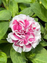 Load image into Gallery viewer, Petunia pink diamond