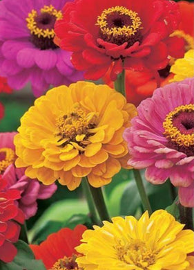 Zinnia, mixed