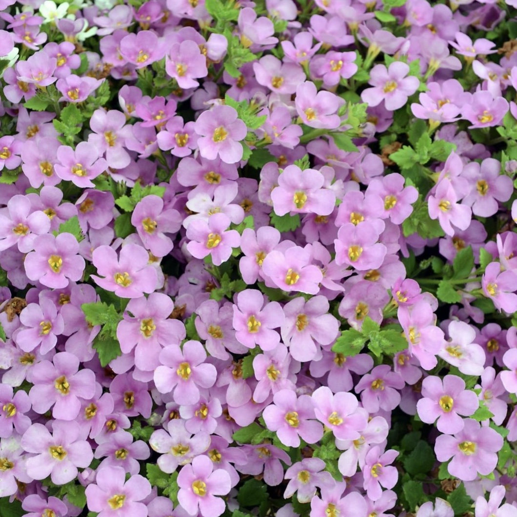 Bacopa pink flowering