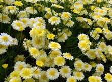 Load image into Gallery viewer, Argyranthemum angelic maise