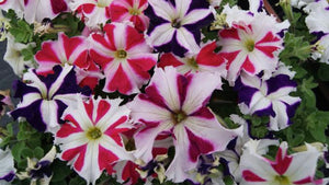 Petunia star mix