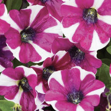 Load image into Gallery viewer, Petunia hot lips