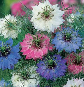 Love in a mist, mixed colours