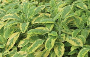 Sage, golden variegated