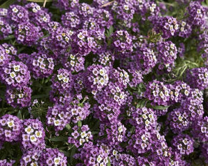 Sweet Alyssum, pixie violet