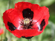 Load image into Gallery viewer, Poppy, Red Ladybird