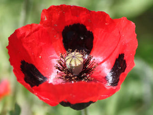 Poppy, Red Ladybird