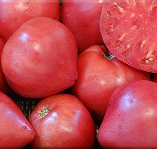 Tomato oxheart pink