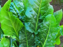 Load image into Gallery viewer, Spinach beet perpetual