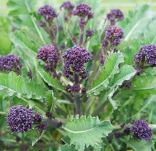 Load image into Gallery viewer, Broccoli, purple sprouting