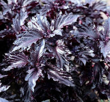 Load image into Gallery viewer, Basil, purple ruffles