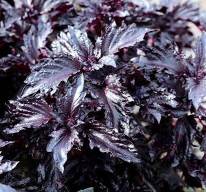 Basil, purple ruffles