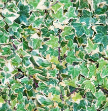 Load image into Gallery viewer, Hedera Ivy, variegated