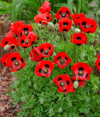 Poppy, Red Ladybird