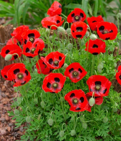 Poppy, Red Ladybird