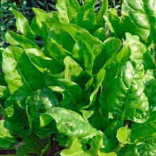 Load image into Gallery viewer, Spinach beet perpetual