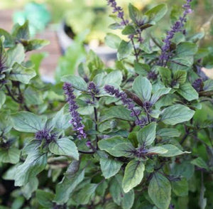 Basil, blue spice