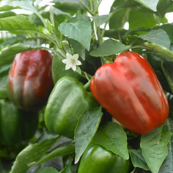 Capsicum California wonder