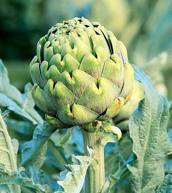 Artichoke, green globe