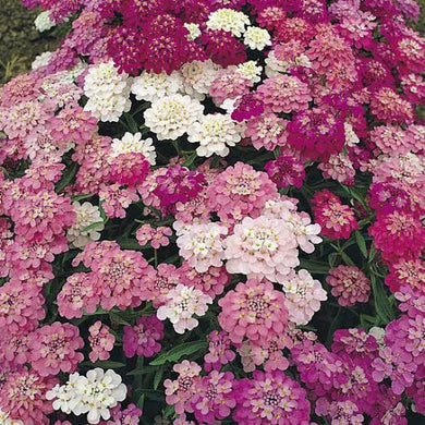 candytuft, dwarf fairy mix