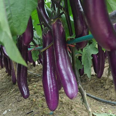 Eggplant long purple