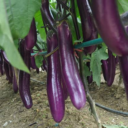 Eggplant long purple