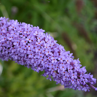 Buddleia, true blue