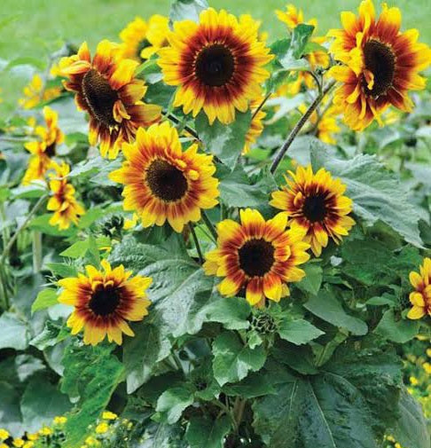 Sunflower, solar flash