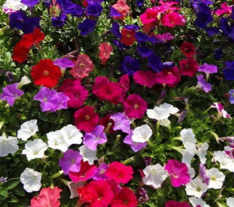 Petunia, picobella mix