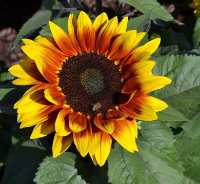 Sunflower, Rio carnival