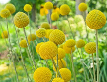 Load image into Gallery viewer, Billy Buttons