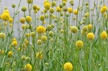 Load image into Gallery viewer, Billy Buttons