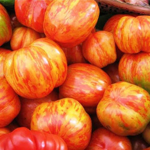 Tomato, tigerella