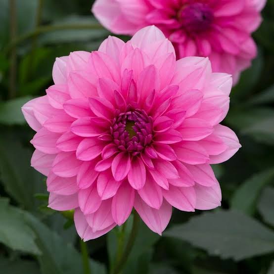 Dahlia dalina Mendoza