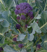 Load image into Gallery viewer, Broccoli, purple sprouting