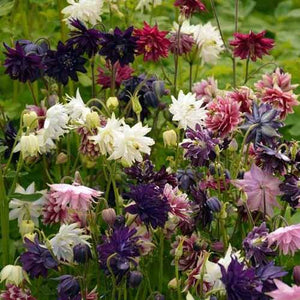 Aquilegia, double mix